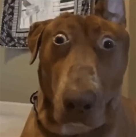 Dog Staring Meme