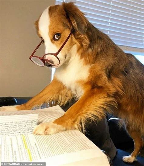 Dog Studying Meme