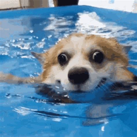 Dog Swimming Meme