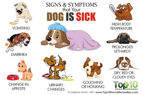Dog with symptoms
