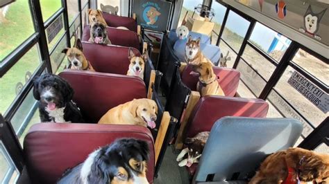 Dog Takes Bus