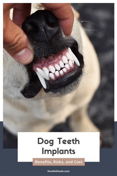 Dog Teeth Implants