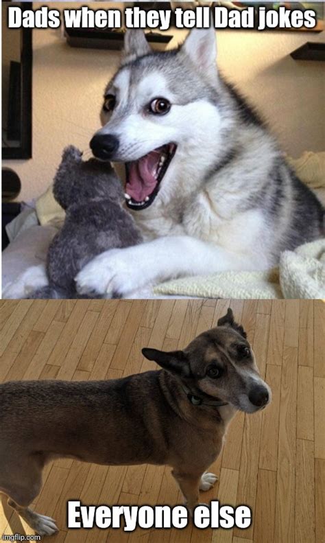 Dog Telling Joke Meme