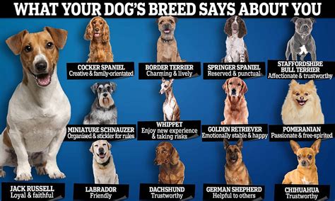 Dog Temperament