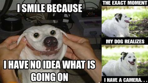 Dog Text Meme