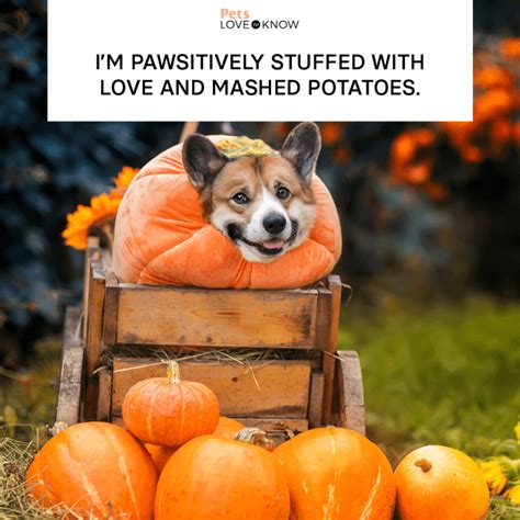 Dog Thanksgiving Meme