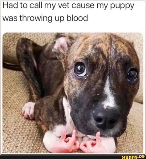 Dog Throwing Up Meme