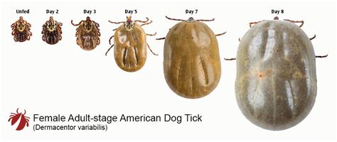Dog Tick Size Chart