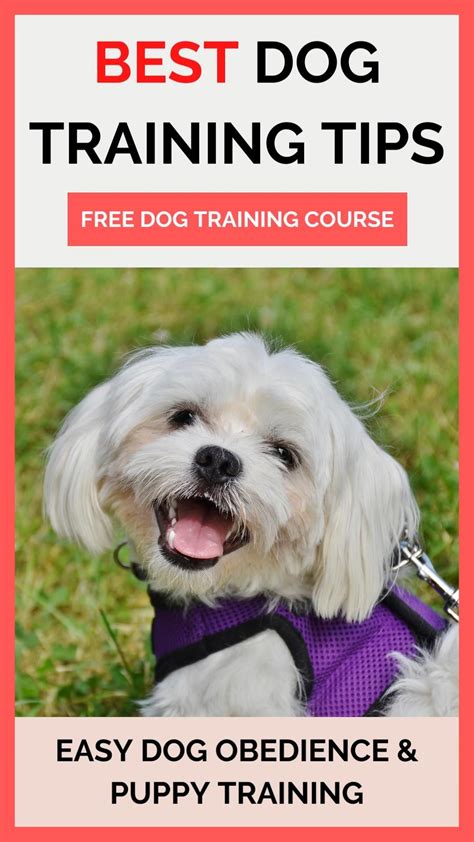 Dog Tip Training