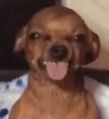 Dog Tongue Meme