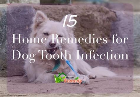 Dog Tooth Infection Home Treatment