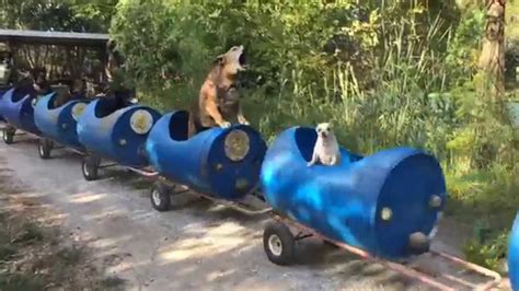 Dog Train Fort Worth