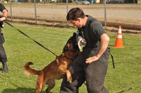 Dog Training K9