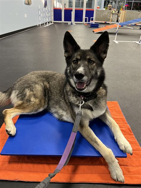 Dog Training Reno
