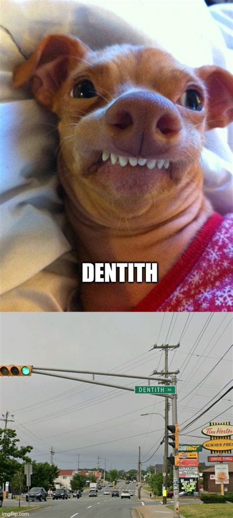Dog Underbite Meme