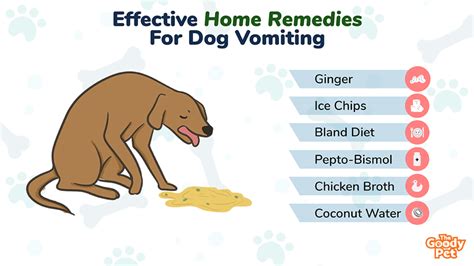 Dog Vomiting Home Remedies