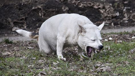 Dog Vomiting Meme
