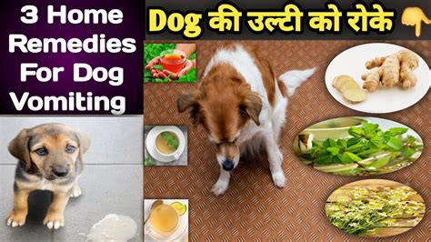 Dog Vomiting Treatment At Home