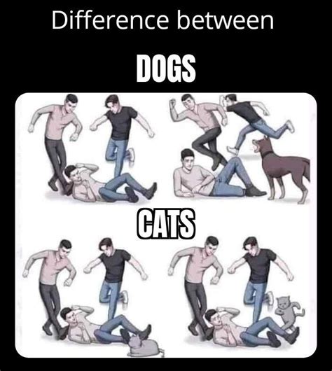 Dog Vs Cat Meme