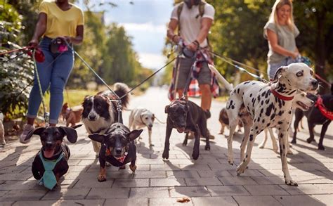 Dog Walker La