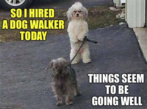 Dog Walker Meme Funny