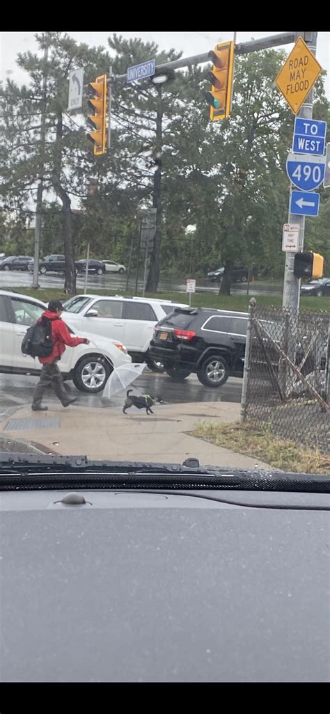 Dog Walking Reddit