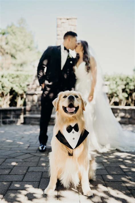 Pawsitively Adorable: Experience the Ultimate Dog Wedding Ceremony