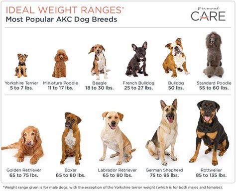 Dog Weight Chart By Breed
