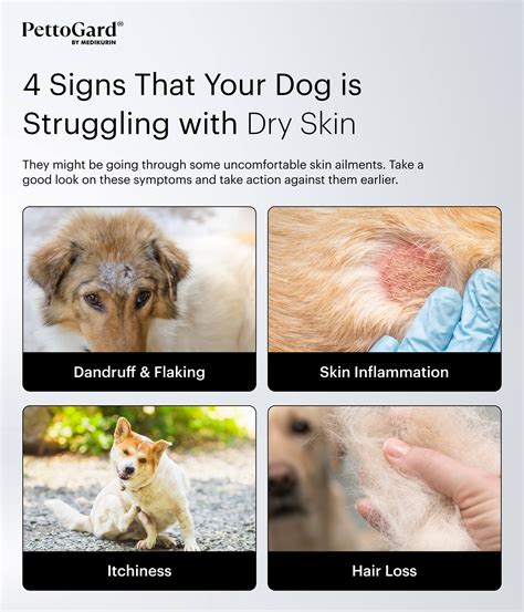 Combat Dog Winter Dry Skin with these Helpful Tips