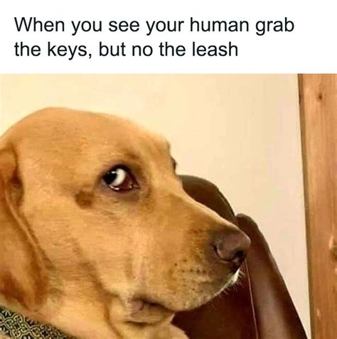 Dog With A Blog Meme