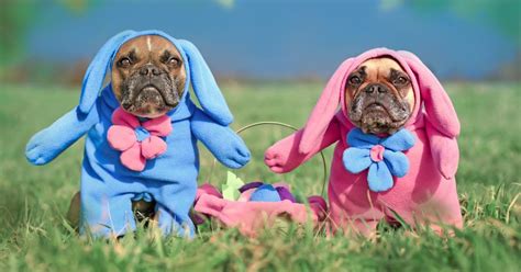 Dog With Easter Bunny