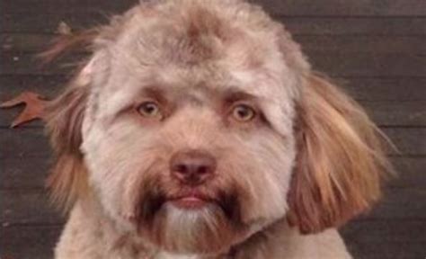 Dog With Human Eyes Meme