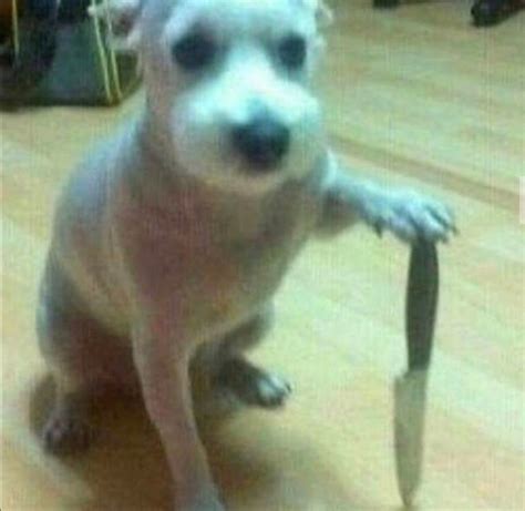 Dog With Knife Meme