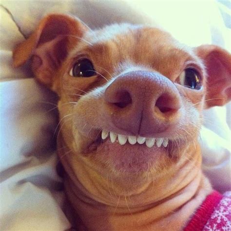 Dog With Lisp Meme