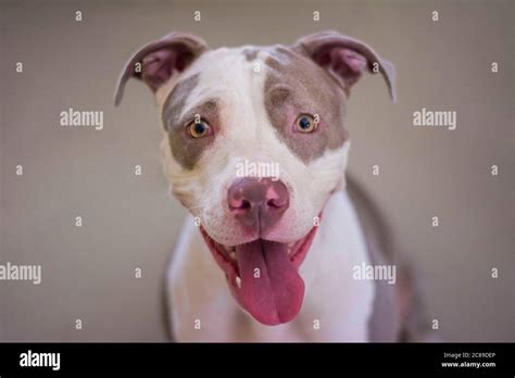 Pin by Wendy Robledo on Pit Bulls Cute animals, Best dog breeds, Puppies