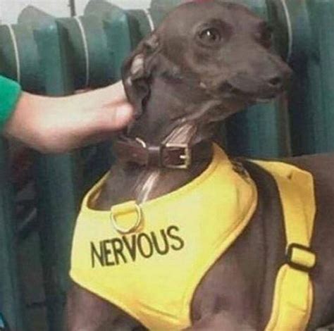 Dog With Nervous Vest Meme