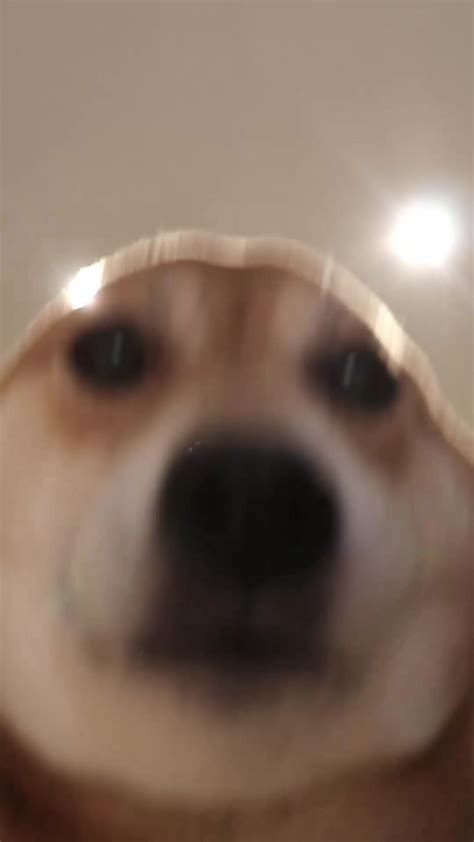 Dog With No Ears Meme