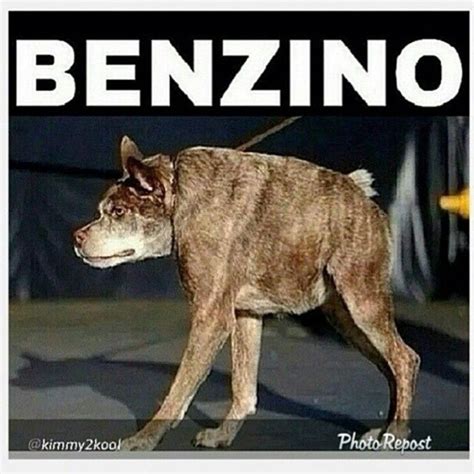 Dog With No Neck Meme