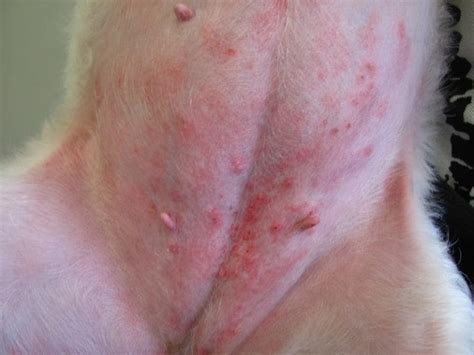 Finding Relief for Your Pup: Addressing Red Rash on Dogs' Belly