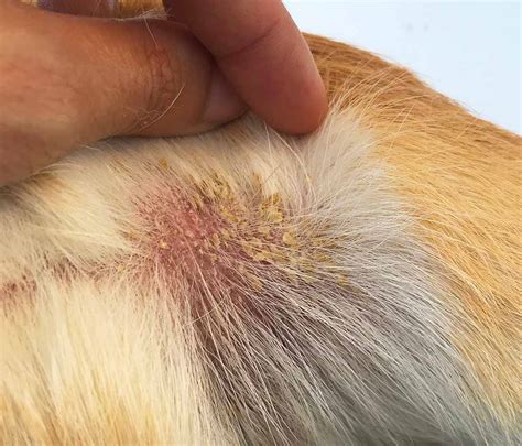 Uncovering the Causes and Solutions for Dog Scabs on Skin