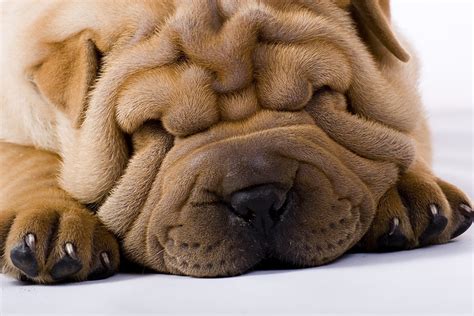 Managing Skin Folds in Dogs: Tips and Strategies for Pet Owners