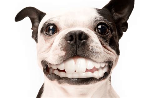 Dog With Smile Teeth
