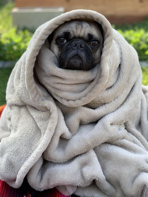 Dog Wrapped In Blanket Meme