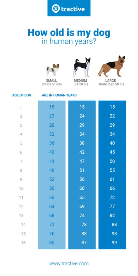 Dog Years To Human Years Converter