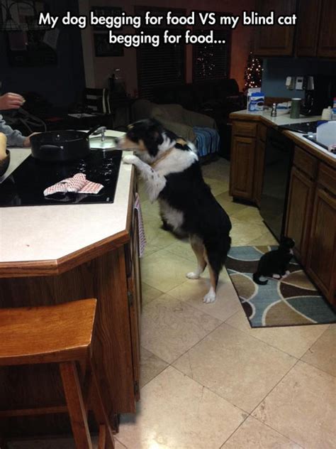 Dog and Blind Cat Begging For Food Humoar.com