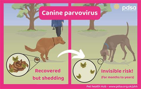 Dog parvovirus