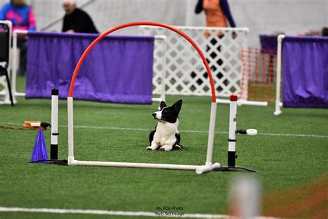 Dog with Handler Vaulting Hurdle in Agility Trial Editorial Stock Image