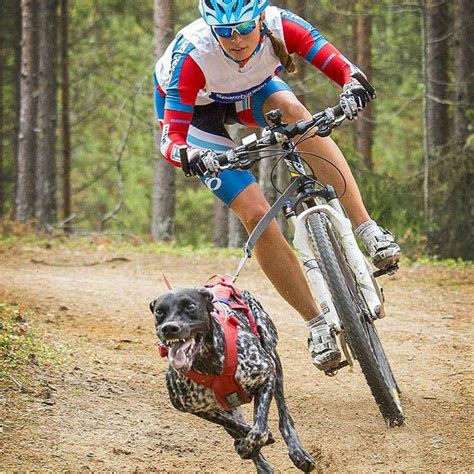 Bikejoring is not only a great way to exercise but a competitive sport
