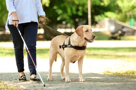 Guide Dog For The Blind In Training Stock Photo Image 20263624