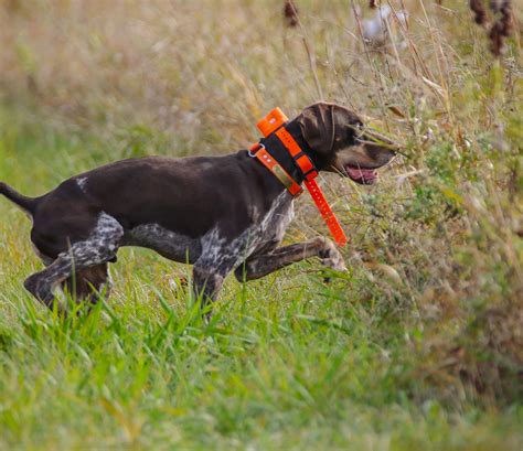 Hunting Dog Training Steady To Wing & Shot Do This First YouTube